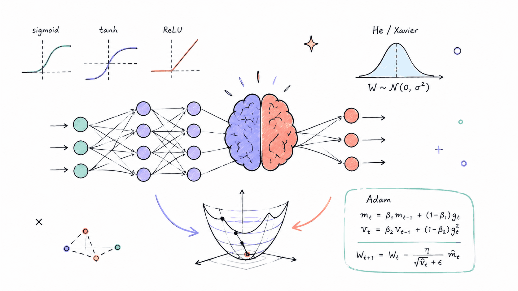 How Neural Networks Learn: Activation Functions, Weight Initialization & Optimization Dynamics